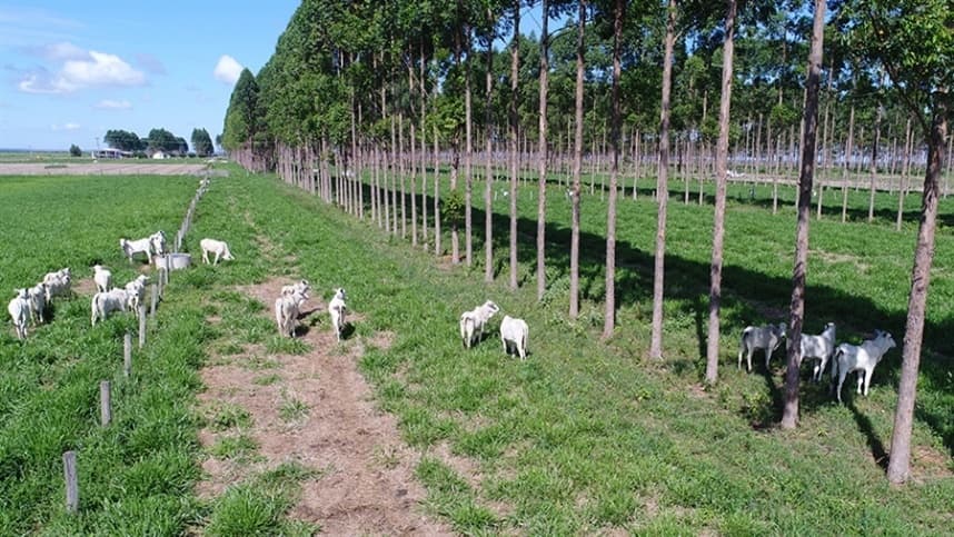 Novilhas em sistemas integrados apresentam maior precocidade sexual