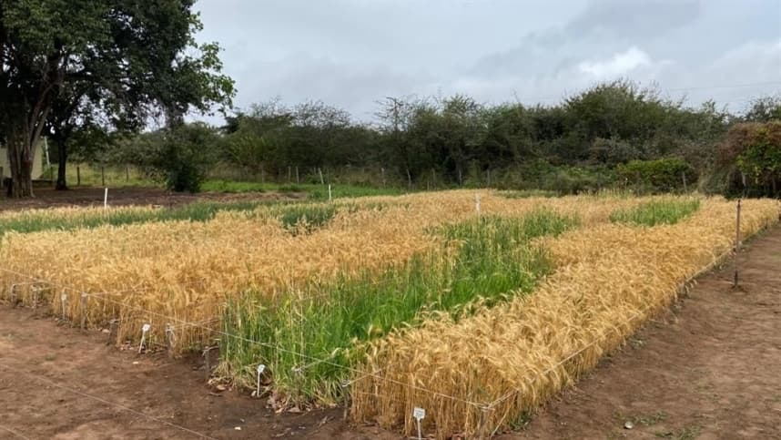 Importância da Escolha da Cultivar de Trigo na Agricultura