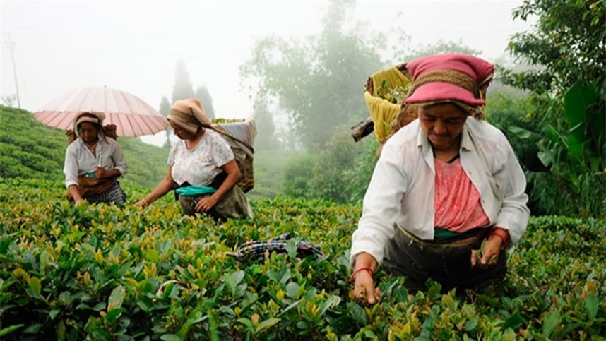 Uso de ozônio no agronegócio brasileiro aumenta produtividade