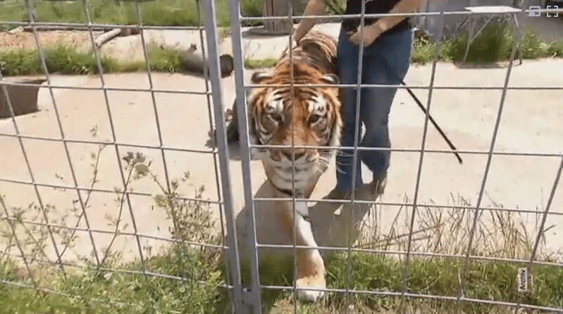 Tigre foge e fere idoso; autoridades investigam ex-domadora de circo