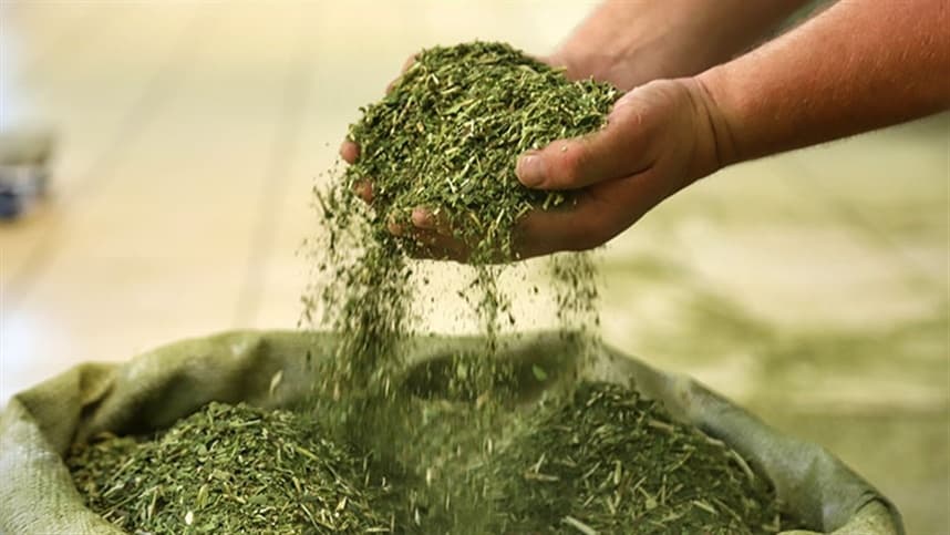 Produtores de erva-mate diversificam cultivo com a soja