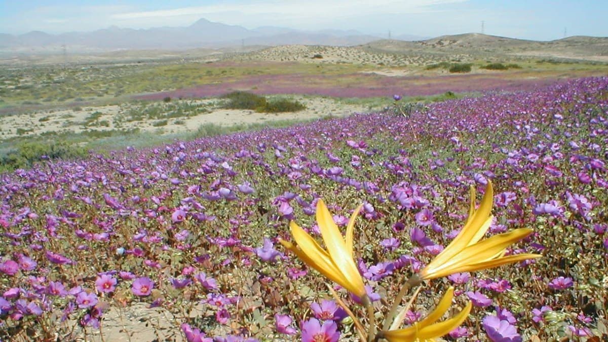 Deserto do Atacama inicia floração; pico deve ocorrer em outubro