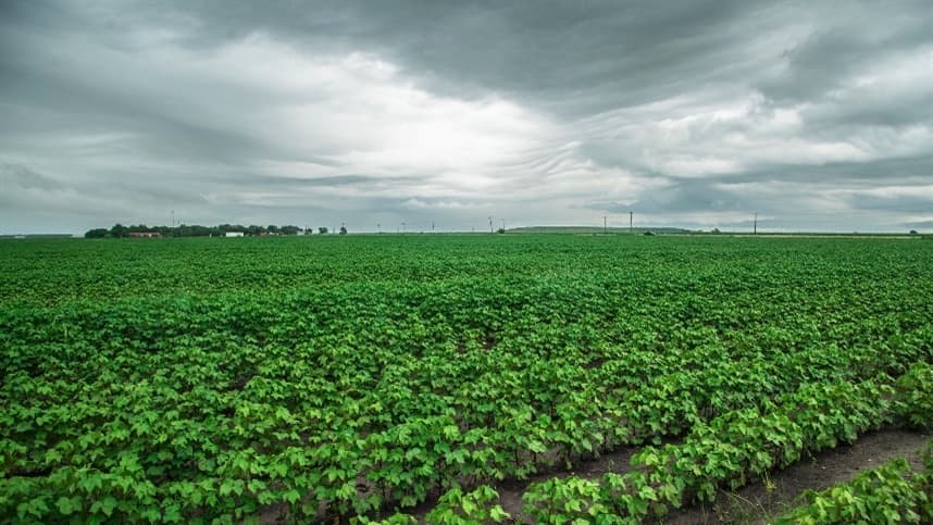 Chuvas intensas dificultam colheita da safra de soja