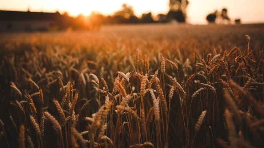 Variedade de trigo tropical possui aumento de 12% na produção em períodos de seca.