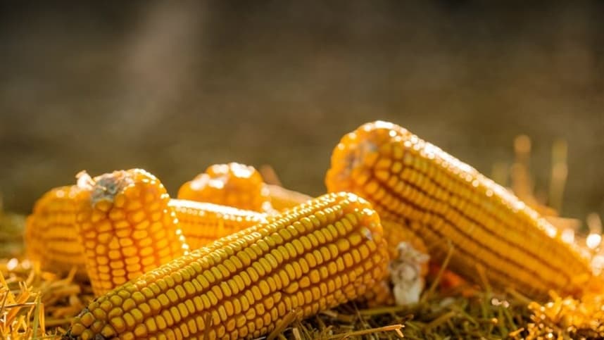 Colheita de milho no Brasil aumenta oferta e pressiona preços