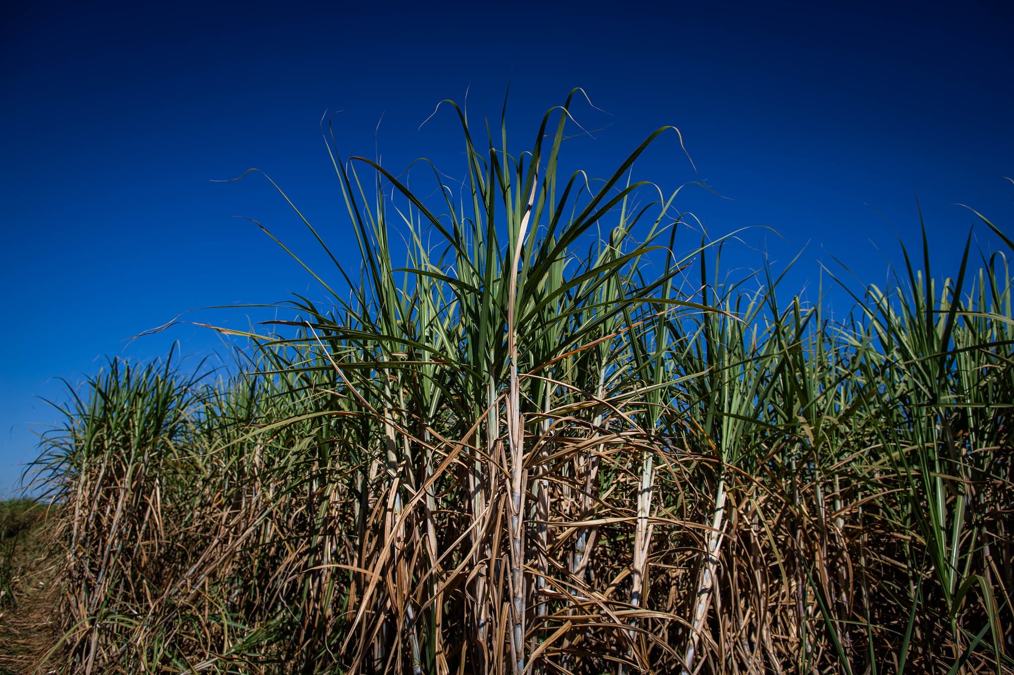Safra de cana-de-açúcar em Minas cresce 11,6% em 2026/27