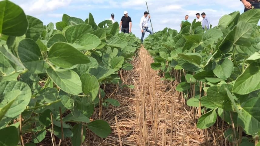 Nanotecnologia melhora germinação de sementes de soja