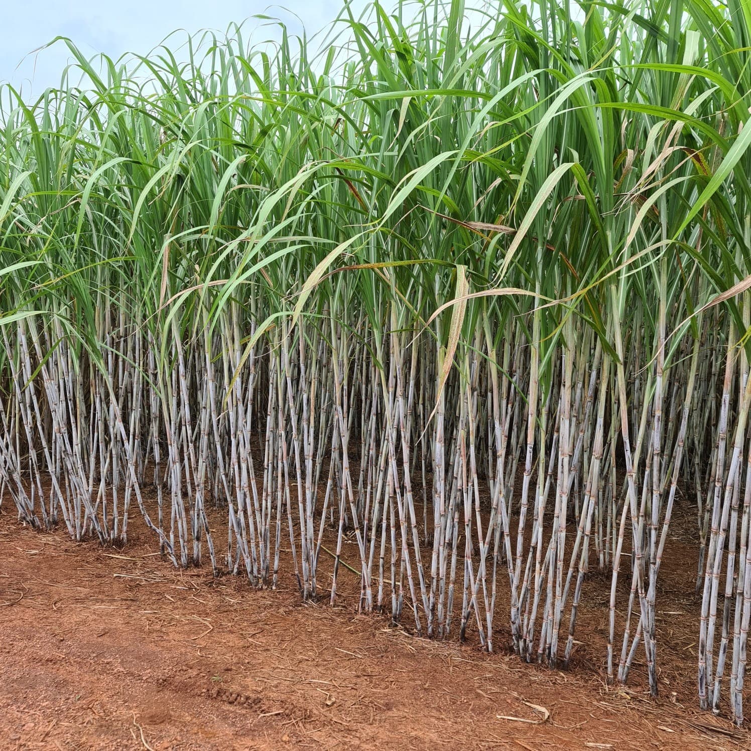 BrasilAgro reporta prejuízo no trimestre fiscal devido à redução na colheita