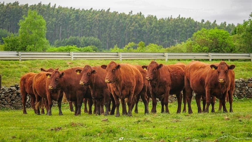 Mercado de genética bovina avança 17,7% no Brasil em 2026