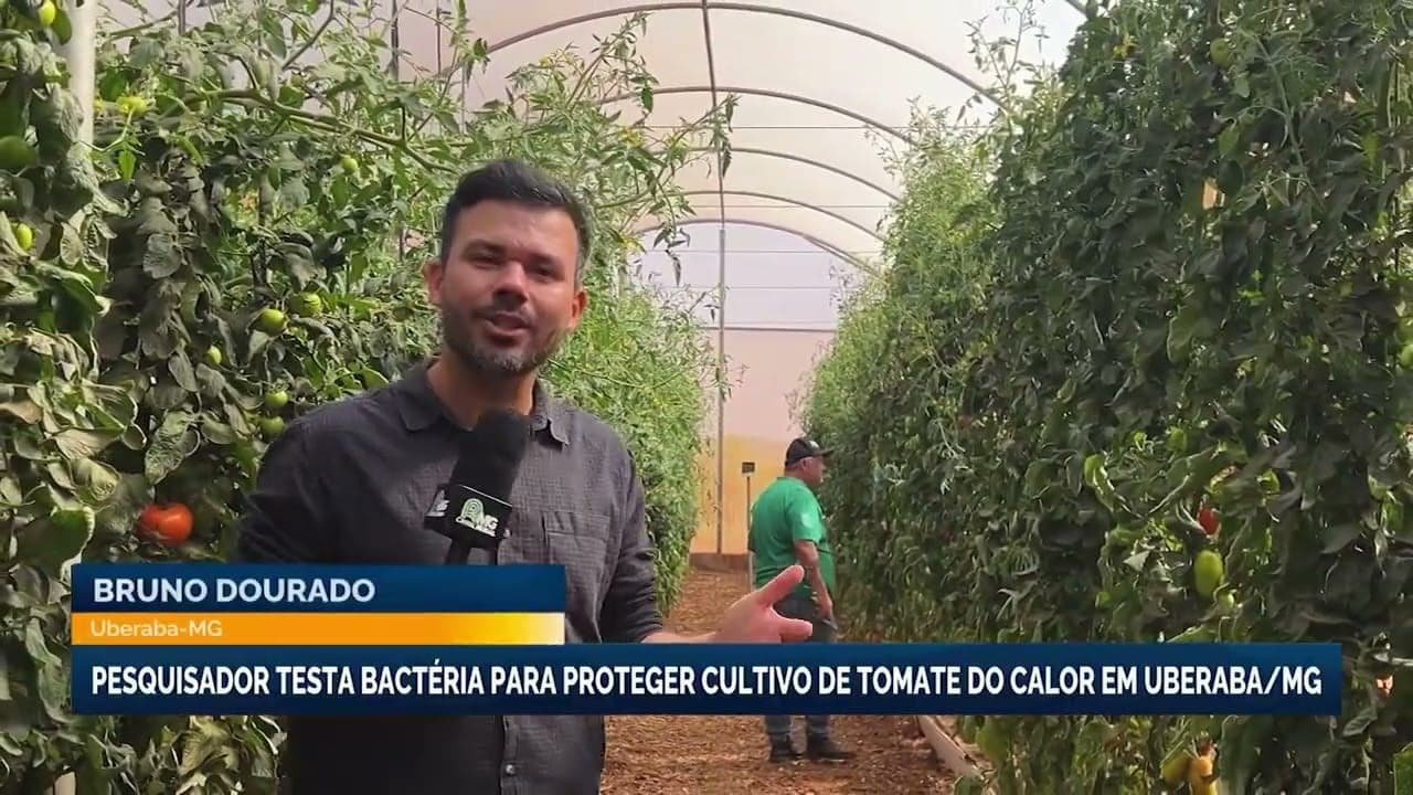 Pesquisador em Minas Gerais Estuda Bactéria para Cultivo de Tomates em Altas Temperaturas