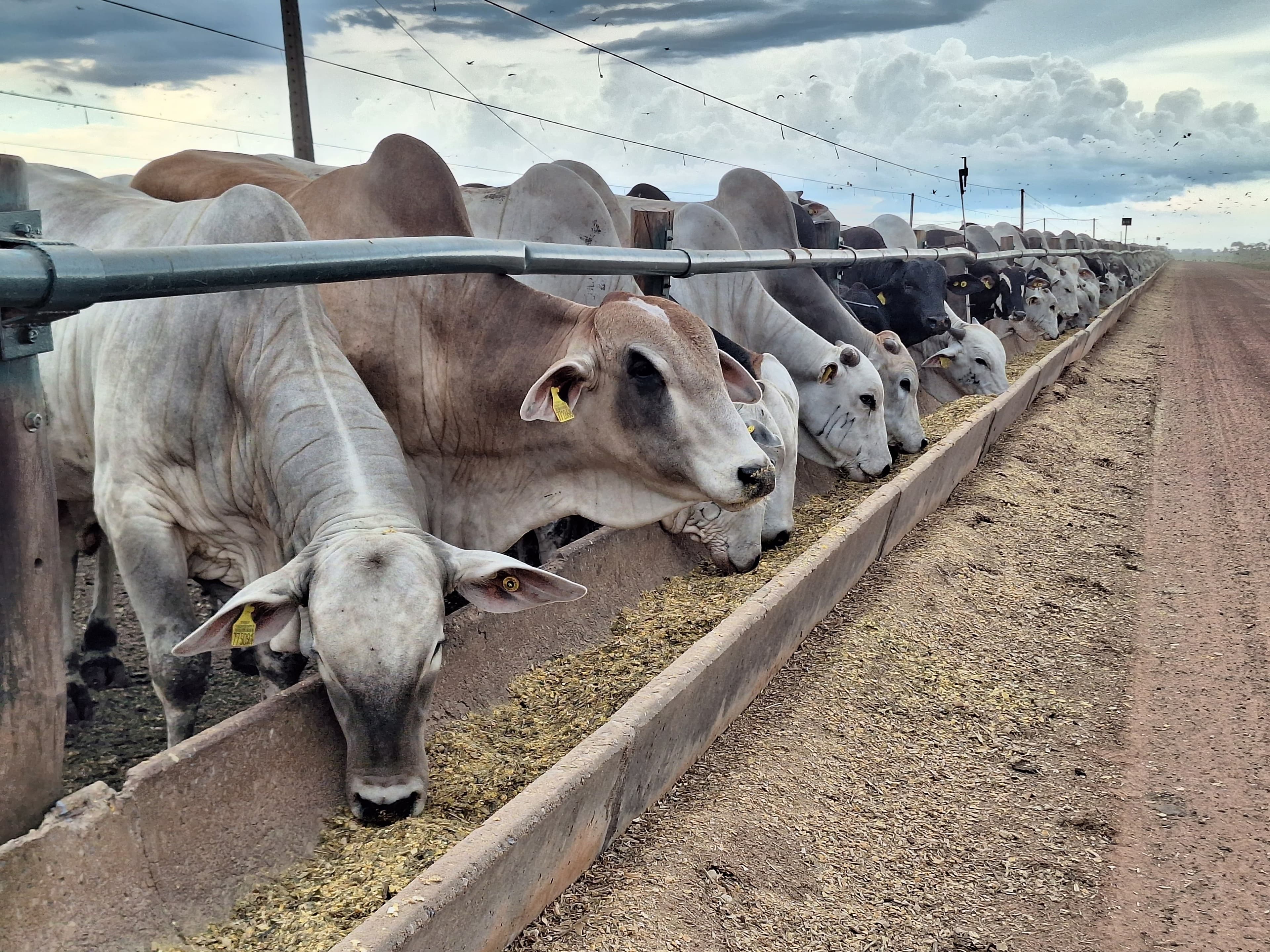 Arroba do boi gordo atinge valor recorde de R$ 380,70 em SP