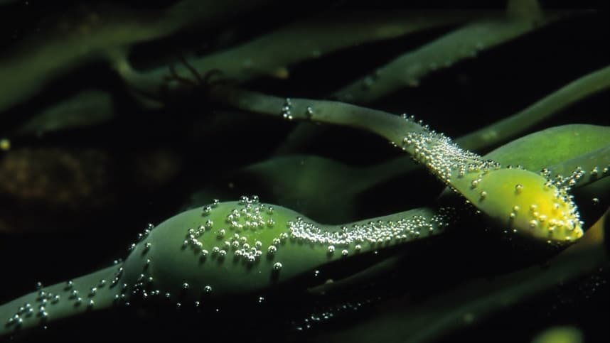 Bioativadores à base de algas: solução para superar os desafios das ondas de calor