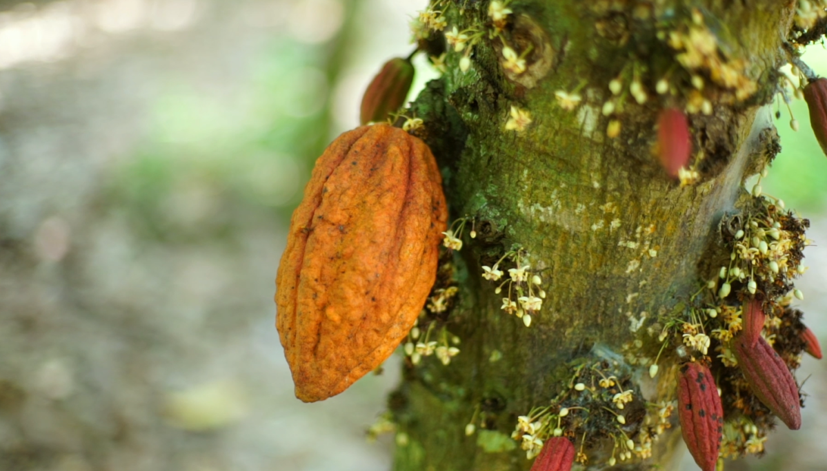 Produção global de cacau cresce 61% e sinaliza recuperação