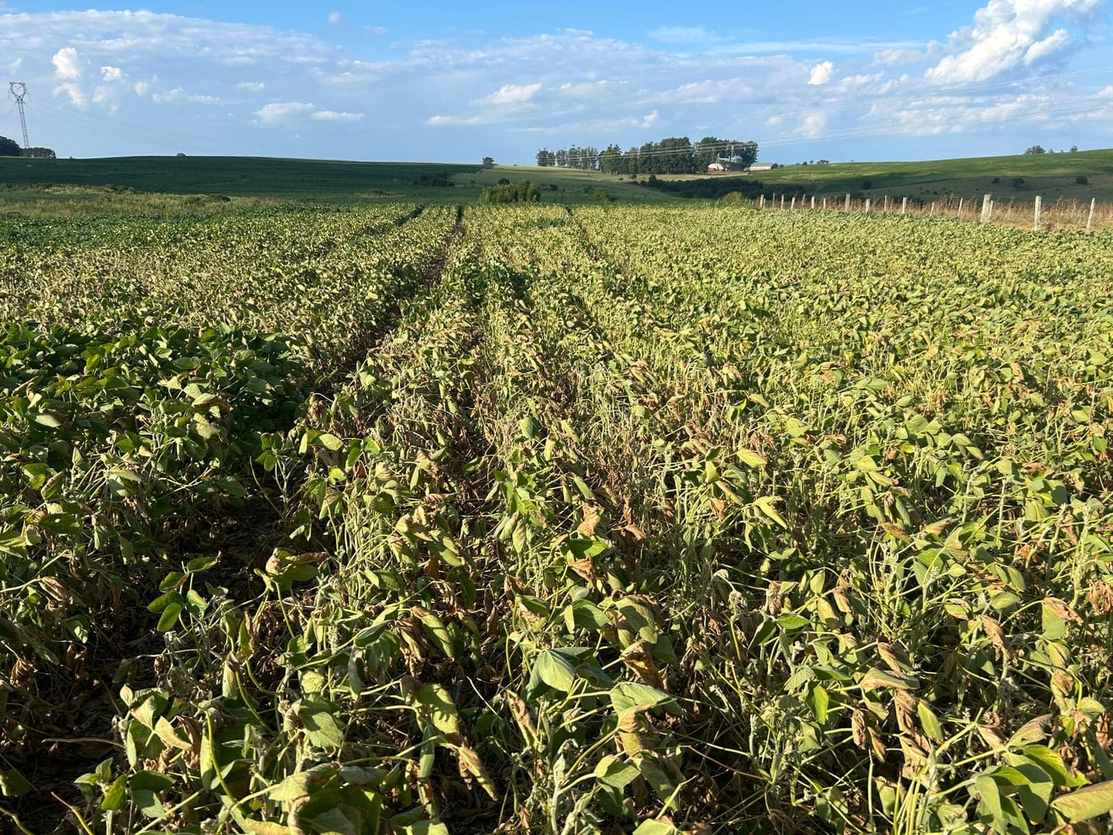 Soja no Rio Grande do Sul: colheita atinge 50% com desafios climáticos