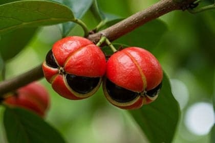 Guaraná: Benefícios e formas de uso da planta energizante