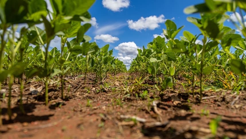 Importância do Manejo Planejado de Plantas Daninhas no Agronegócio