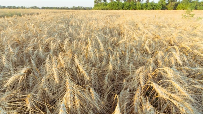 Mal do pé do trigo compromete cultivo e exige manejo cuidadoso
