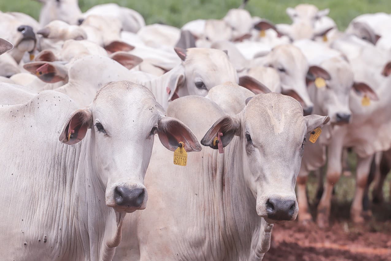 Governo busca reverter embargo europeu a carnes brasileiras