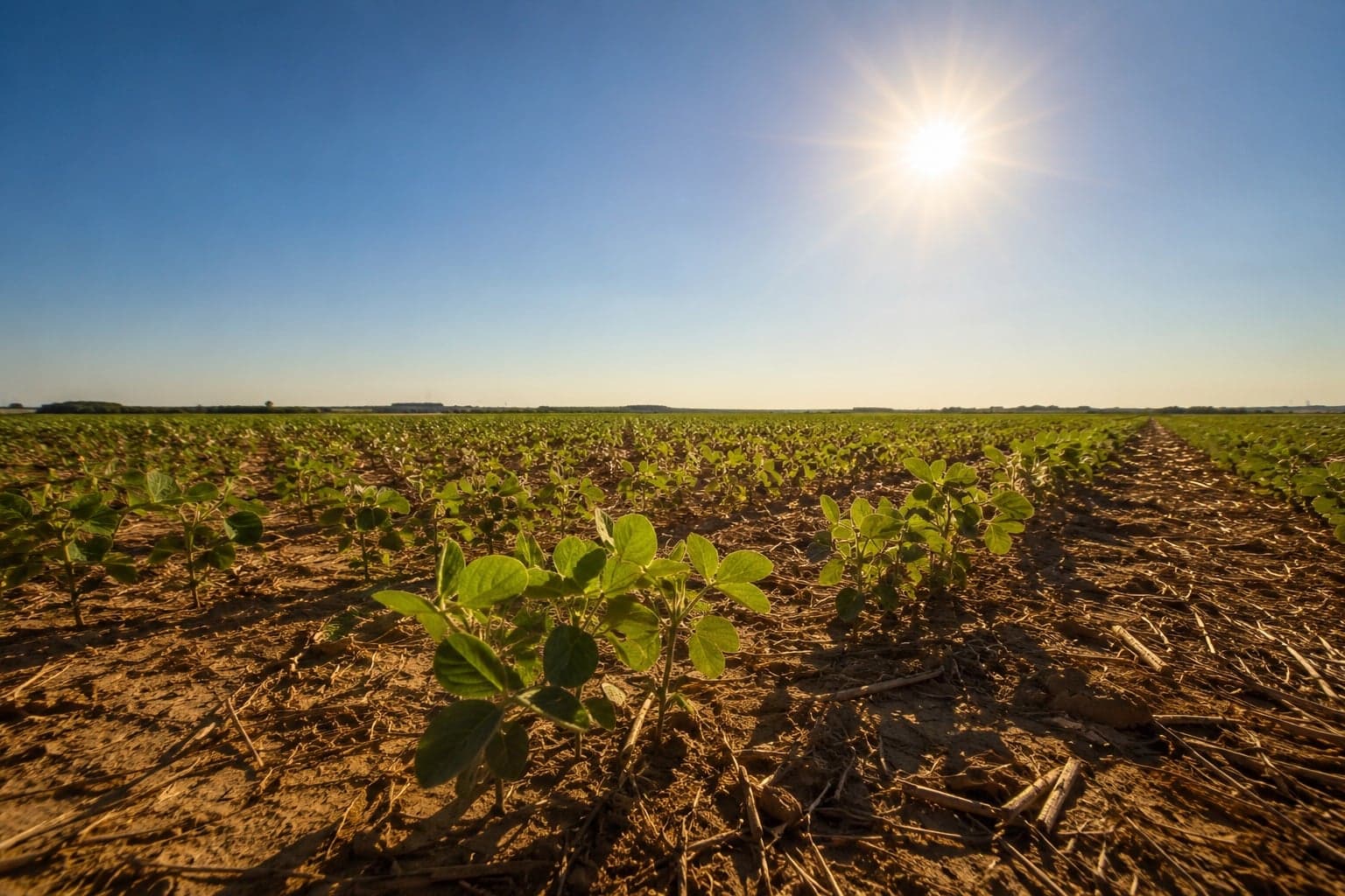 Safra de soja em Querência mantém área cultivada, mas clima preocupa