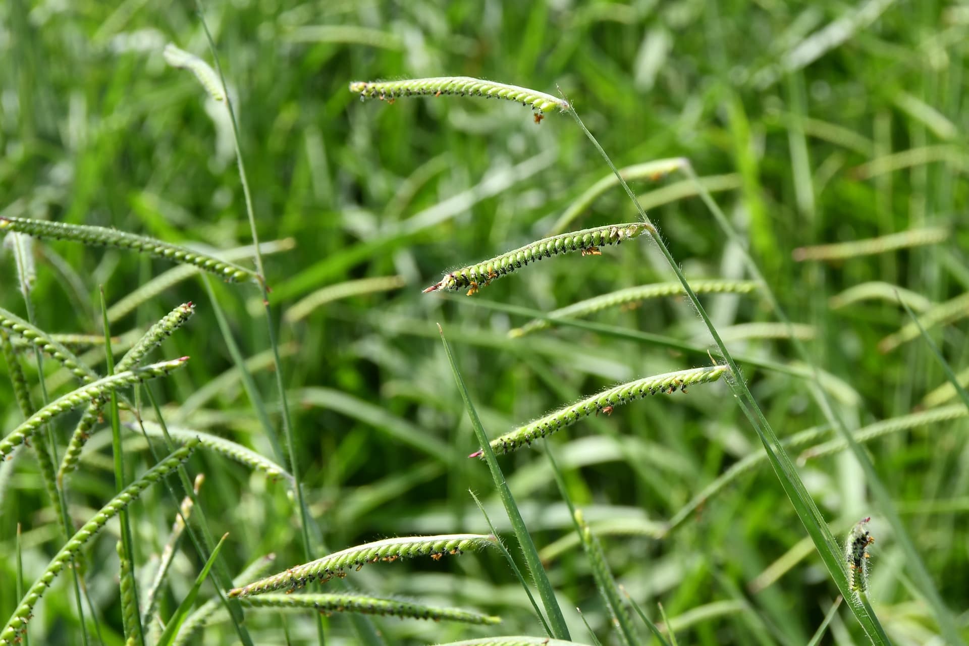 BRS Carinás: nova cultivar brasileira promete aumento na produtividade