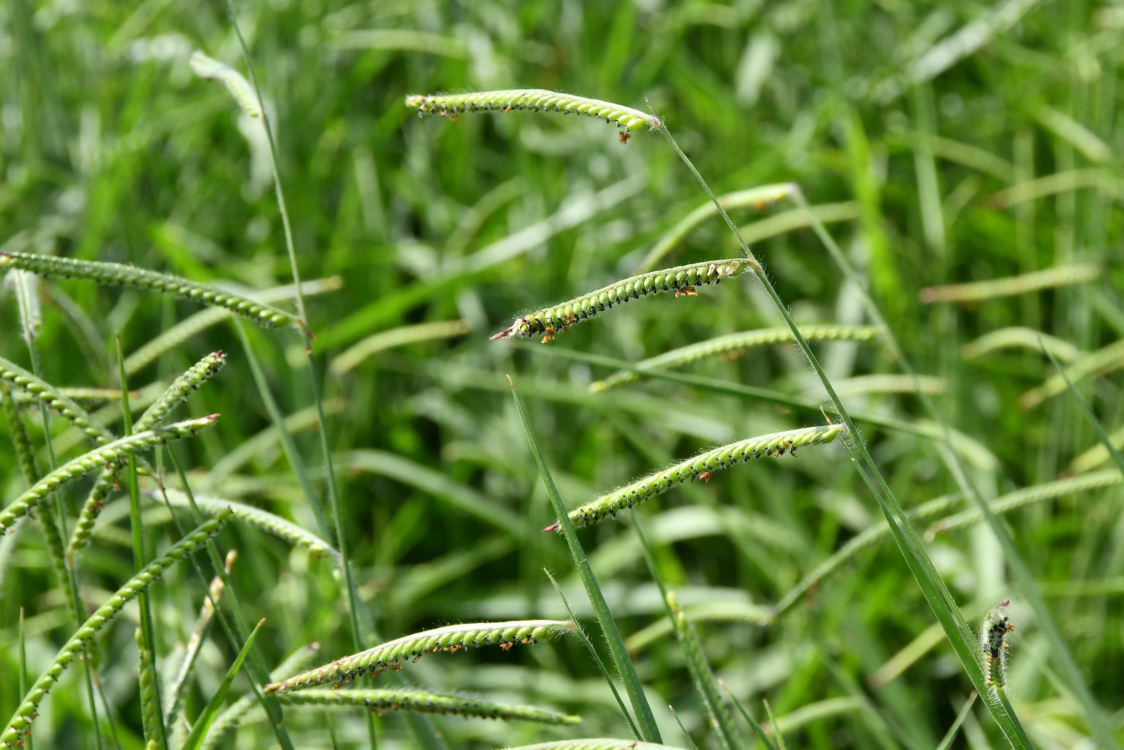 BRS Carinás: nova cultivar brasileira promete aumento na produtividade