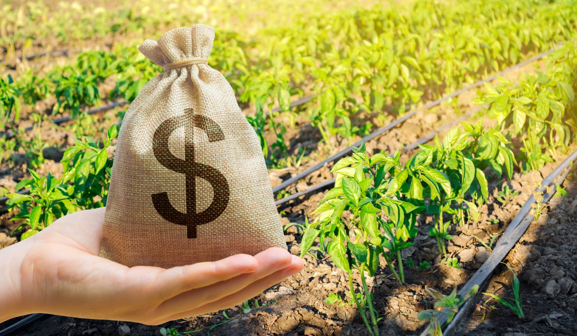 Ministério da Agricultura anuncia financiamento recorde, mas com ressalvas