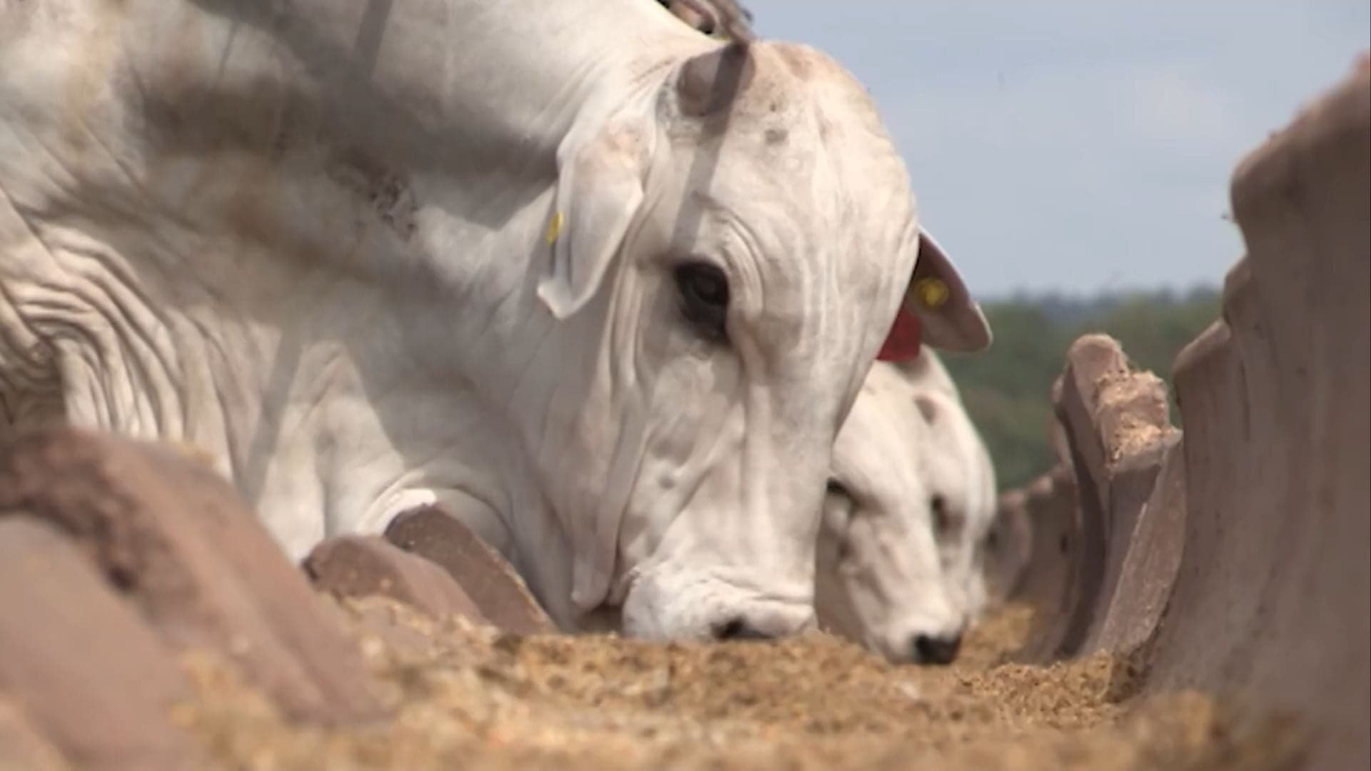Setor de nutrição animal enfrenta escassez de soro de leite e alta de preços