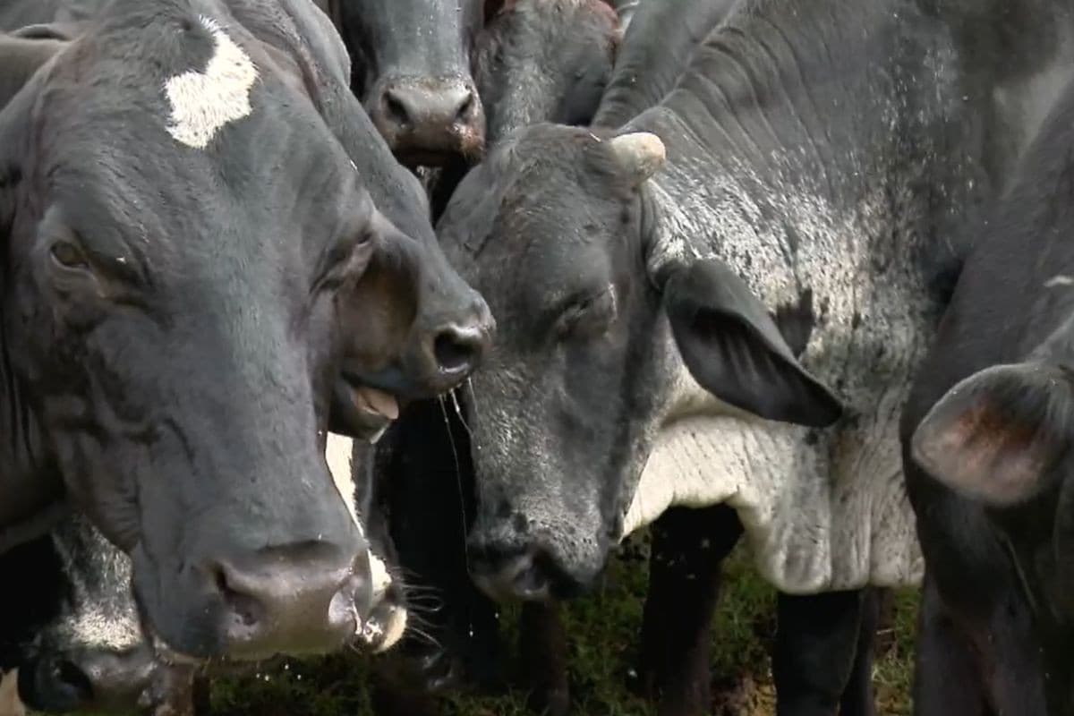 Infestação de moscas-do-estábulo causa danos a produtores rurais