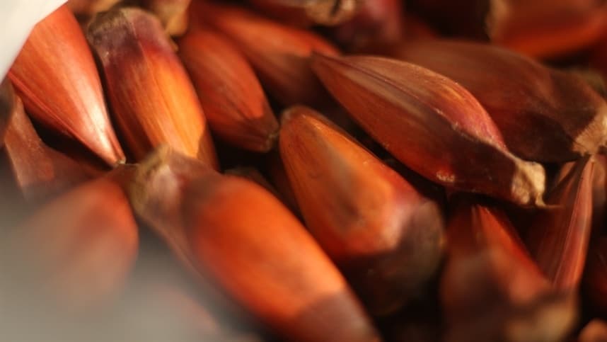 Colheita de pinhão no Rio Grande do Sul começa com regulamentação rígida