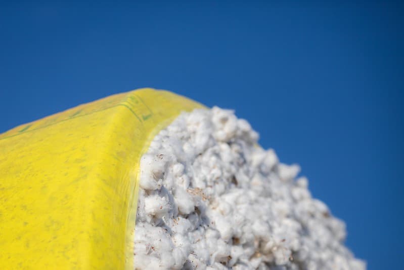 Preços do algodão permanecem estáveis com liquidez reduzida