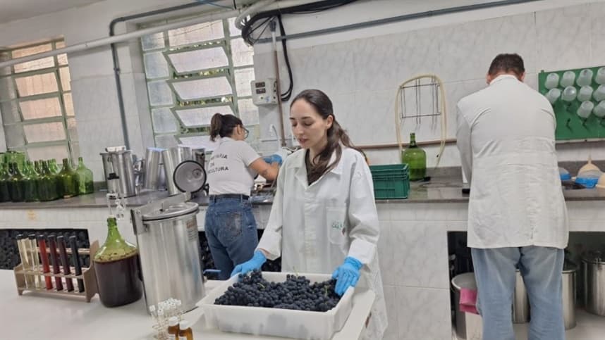 Laboratório analisa amostras da safra de uva de 2026 no RS