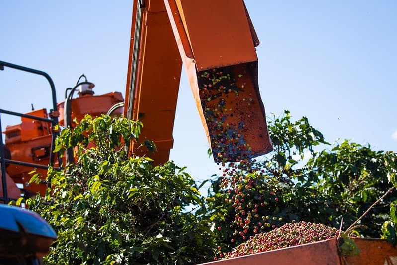 Café arábica enfrenta queda de preço e colheita recorde no Brasil