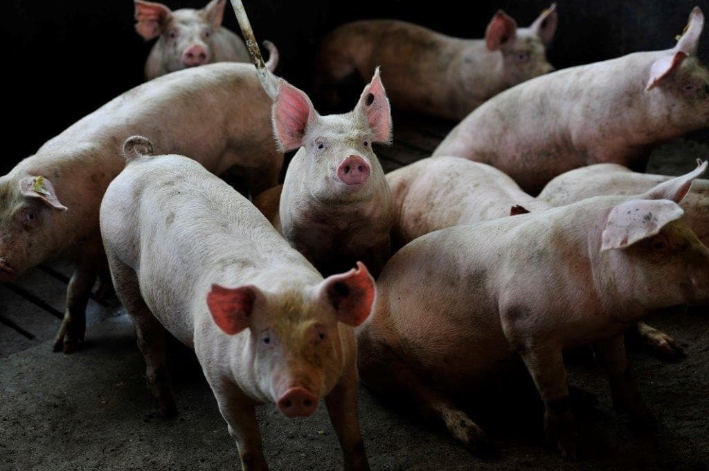 Aurora Coop amplia unidade em MS em meio a queda no consumo de carne