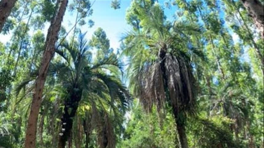 Rota dos Butiazais: impulsionando a proteção e o uso sustentável da biodiversidade no Bioma Pampa