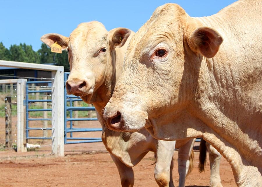 Raça Canchim conquista selo Beef on Dairy e amplia mercado