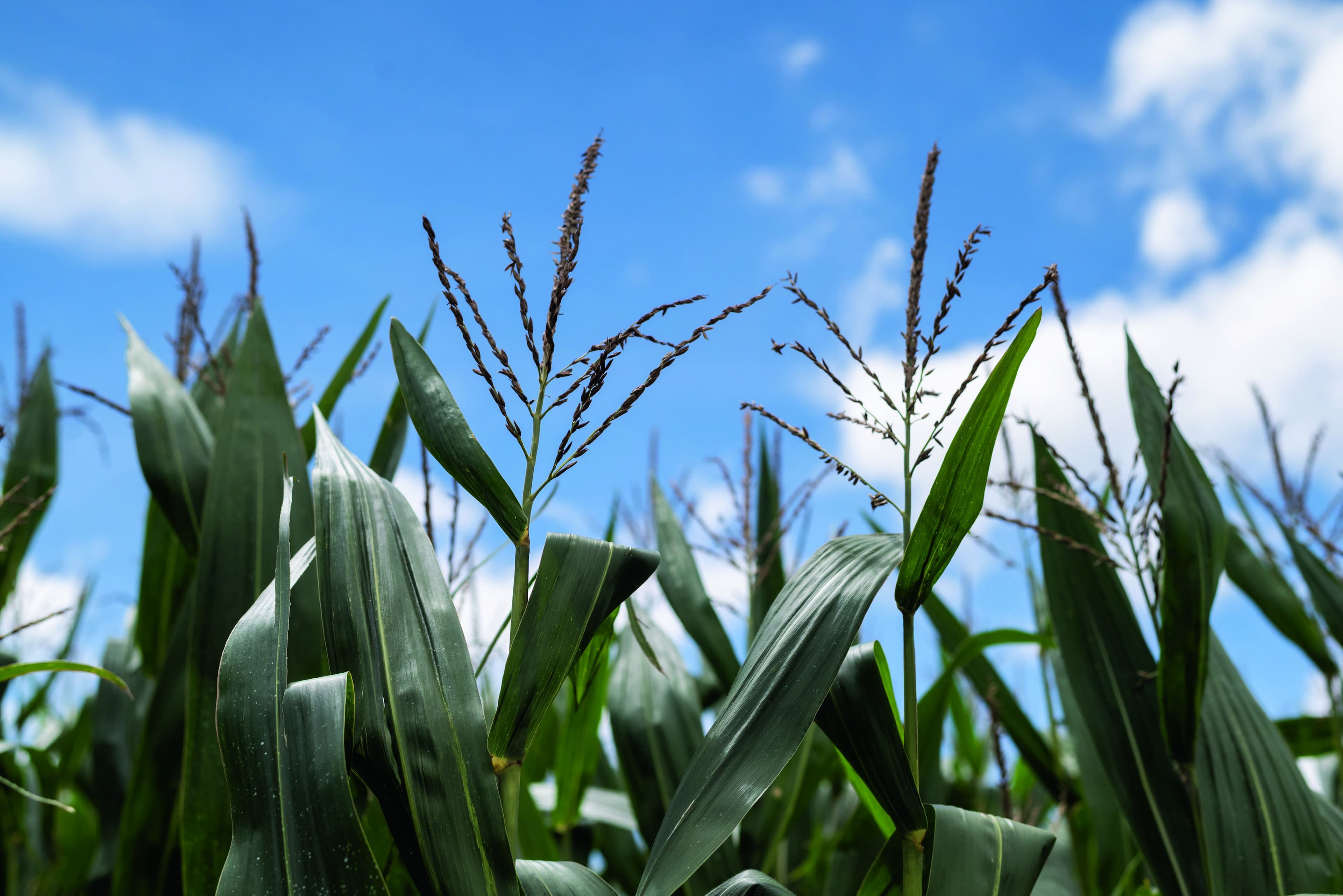 Safra de milho no Brasil apresenta desenvolvimento positivo