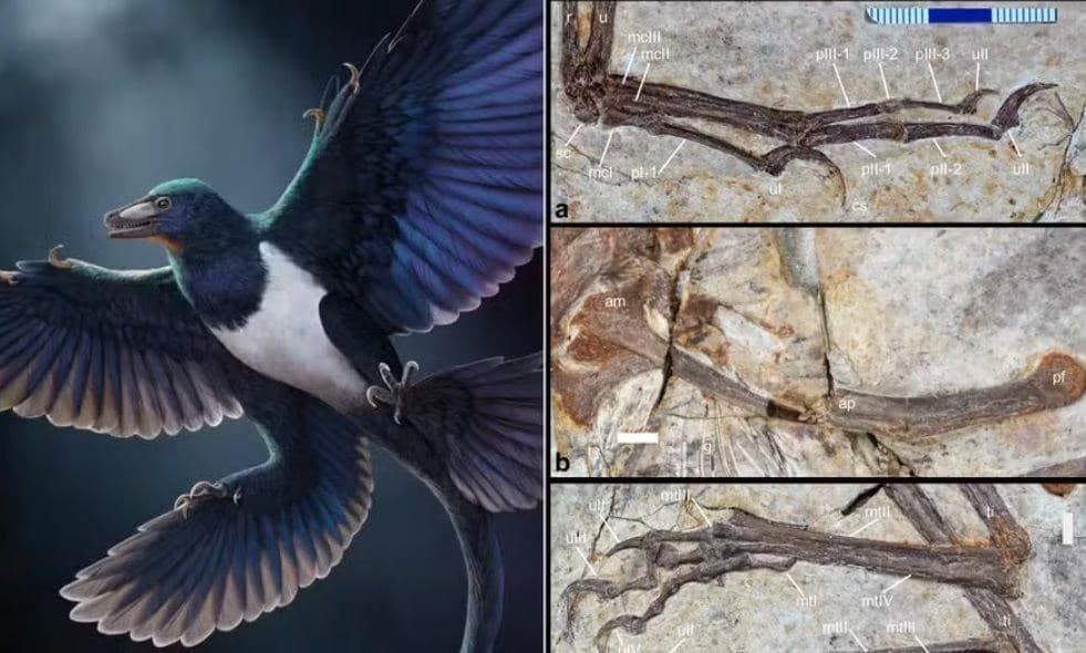 Fóssil de dinossauro na China desafia origem única do voo nas aves
