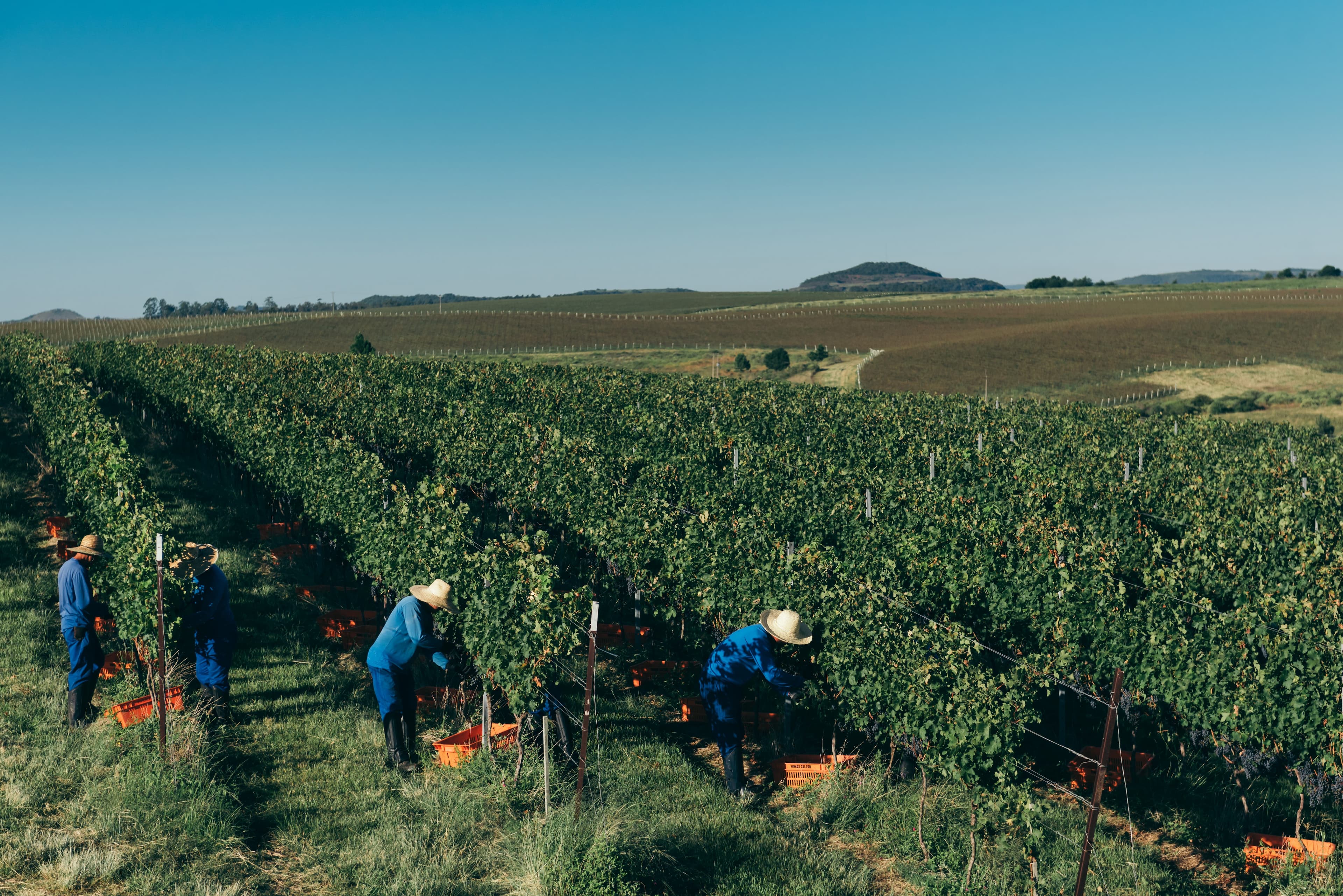 Vitivinicultura brasileira avança em sustentabilidade em 2026