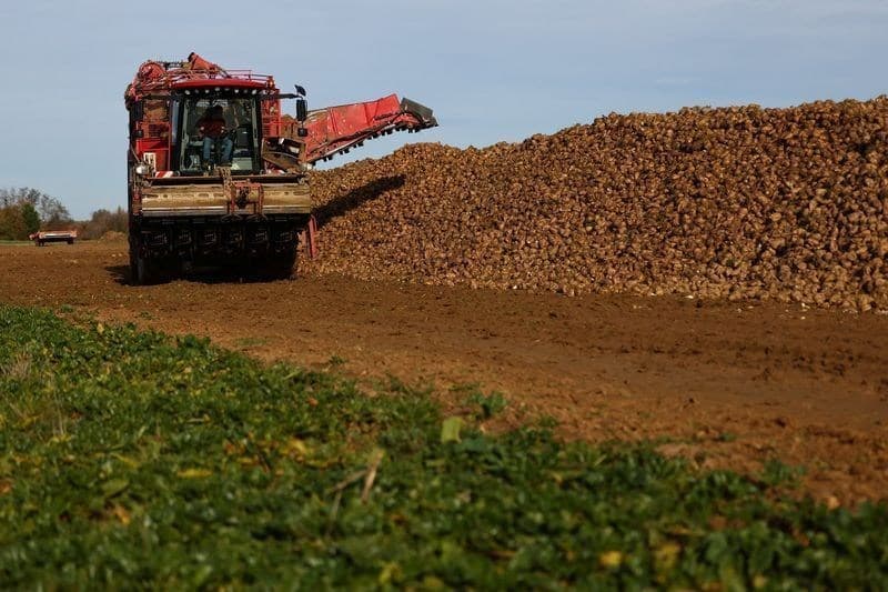 Tereos prevê queda na produtividade da beterraba sacarina na França