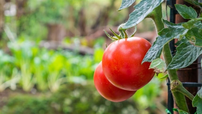 Produção de tomate avança no Rio Grande do Sul com bons preços