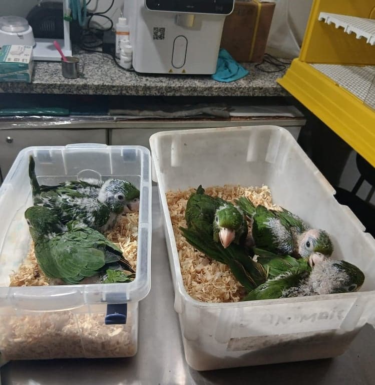 Ibama resgata aves da espécie periquitão-maracanã no Acre