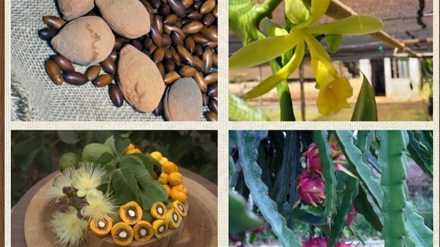 Feira Brasil na Mesa: cactos e orquídeas em destaque no DF