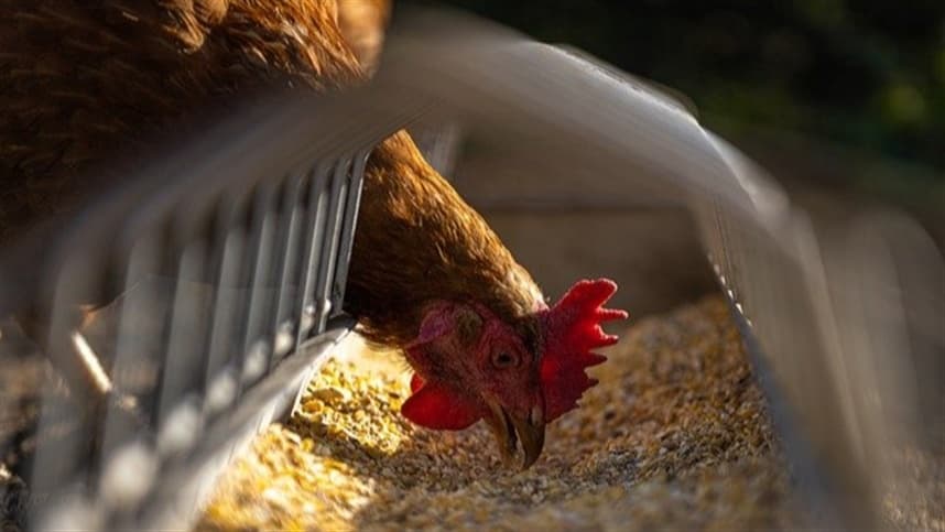 Frango vivo tem preço em queda no início de 2024
