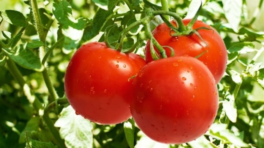 Potencial da mutação do tomate para tornar a agricultura mais sustentável