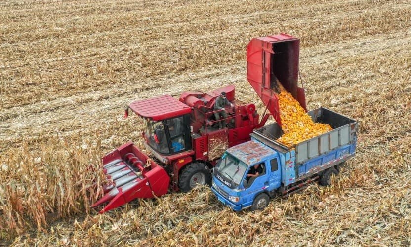 Onda de calor ameaça lavouras de milho e arroz na China