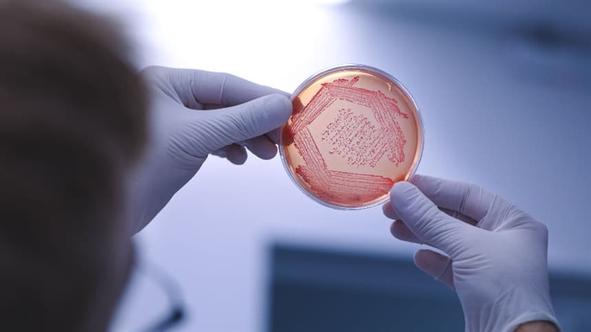 Novo bioherbicida Seithor chega a Portugal, impulsionando agricultura sustentável