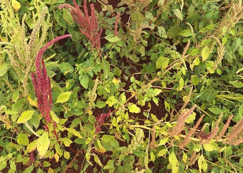 Discussão sobre manejo do caruru-roxo na Expo Londrina