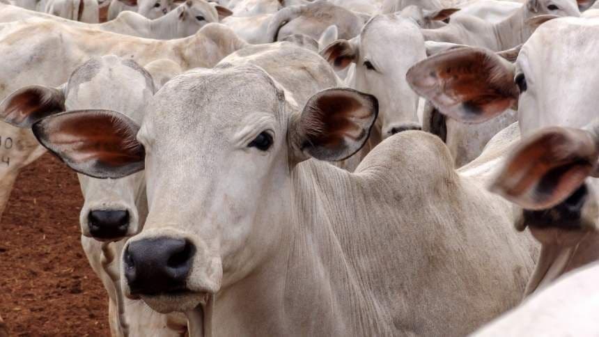 Queda na arroba aumenta competitividade da carne bovina