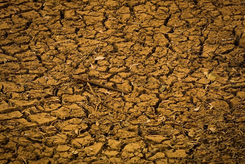 Relatório alerta: ondas de calor ameaçam produção de alimentos globalmente