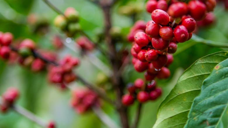 Queda nos preços do café robusta impacta mercado agrícola